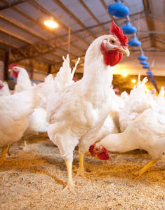 Chickens