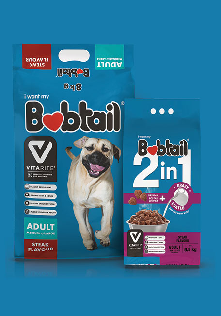 bobtail dog
