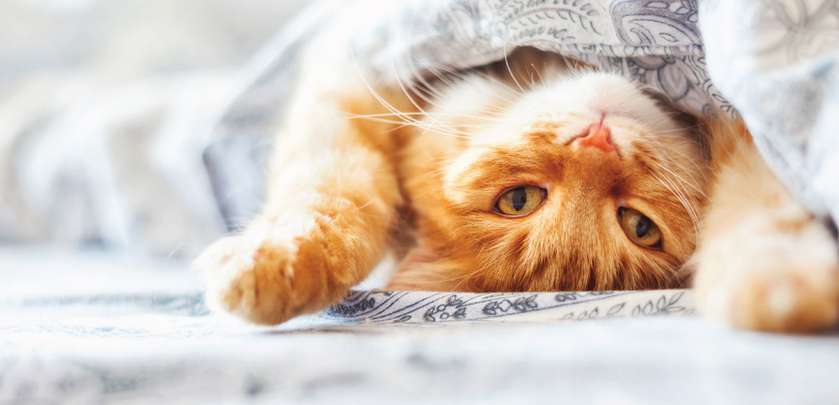 Cat under a blanket Catmor